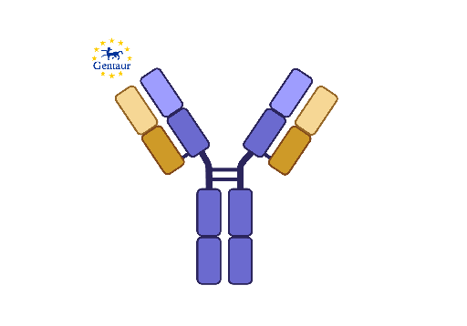 [GEN-A92000Hu01-1] Anti-HPR Antibody